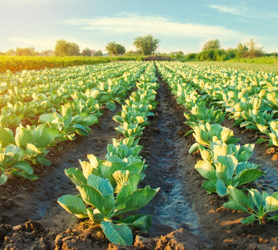 Desafíos del Cambio Climático en el Sector Agroalimentario: El Rol de los Cuartos Fríos en la Conservación de Alimentos